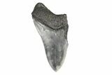 Partial Megalodon Tooth - South Carolina #193967-1